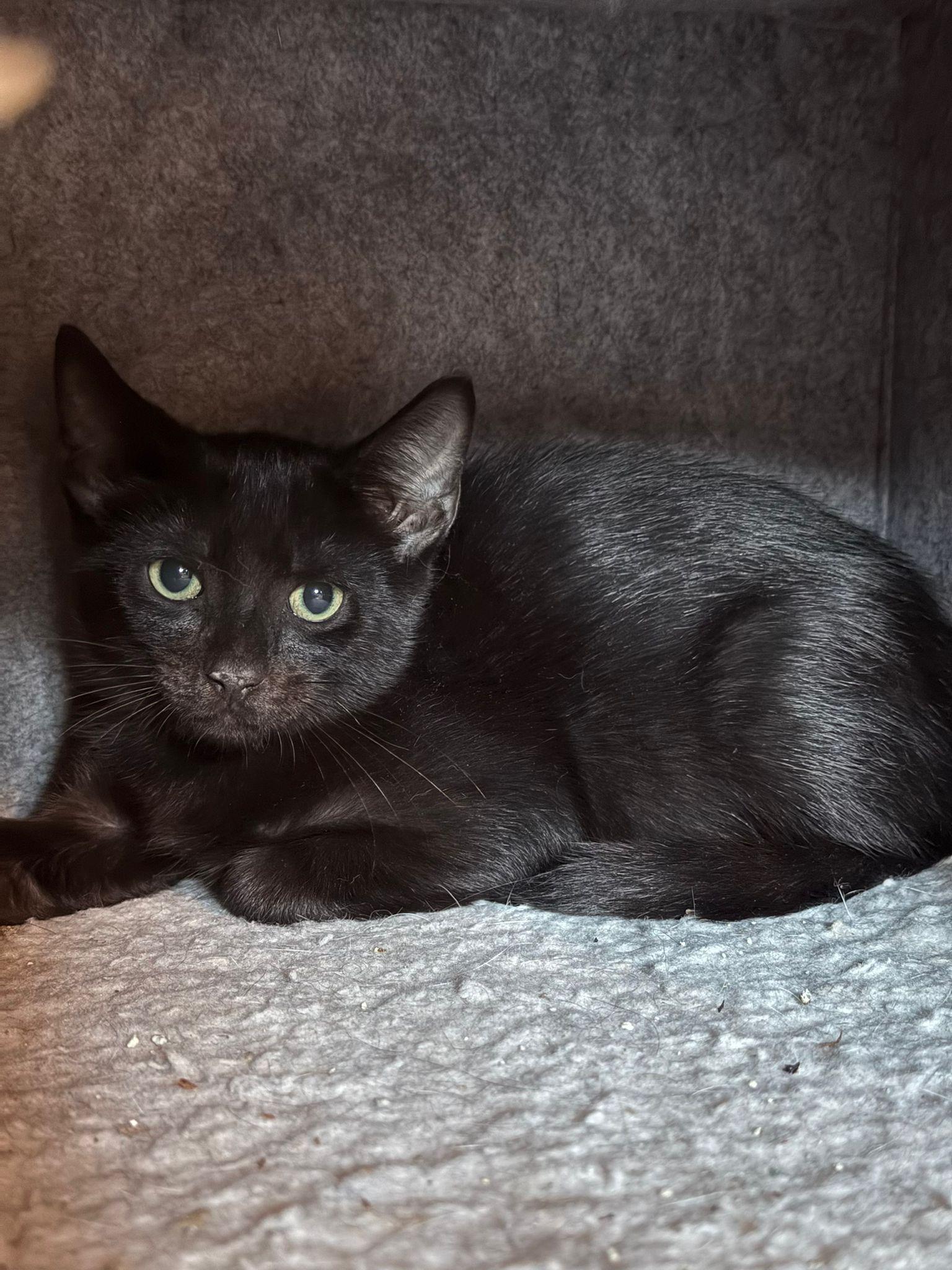 Agamemnon, a Adoptable American Shorthair in Miami, FL image 3/4