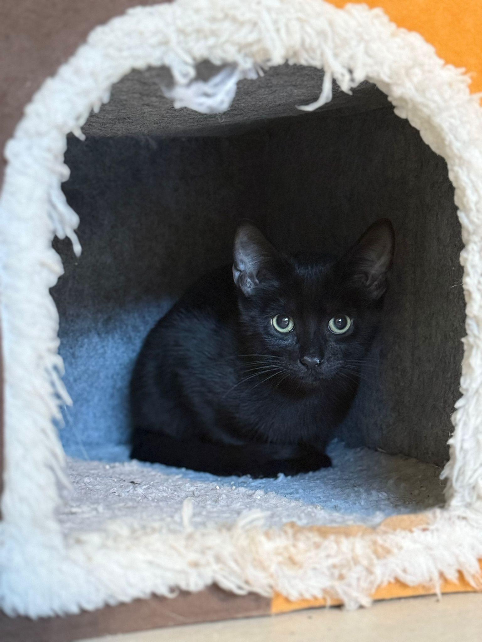 Agamemnon, a Adoptable American Shorthair in Miami, FL image 4/4