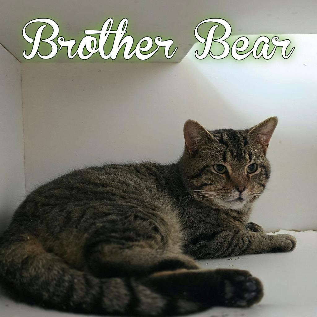 Enlarge Brother Bear, a Adoptable Domestic Short Hair in Hillsboro, OH image 1/1