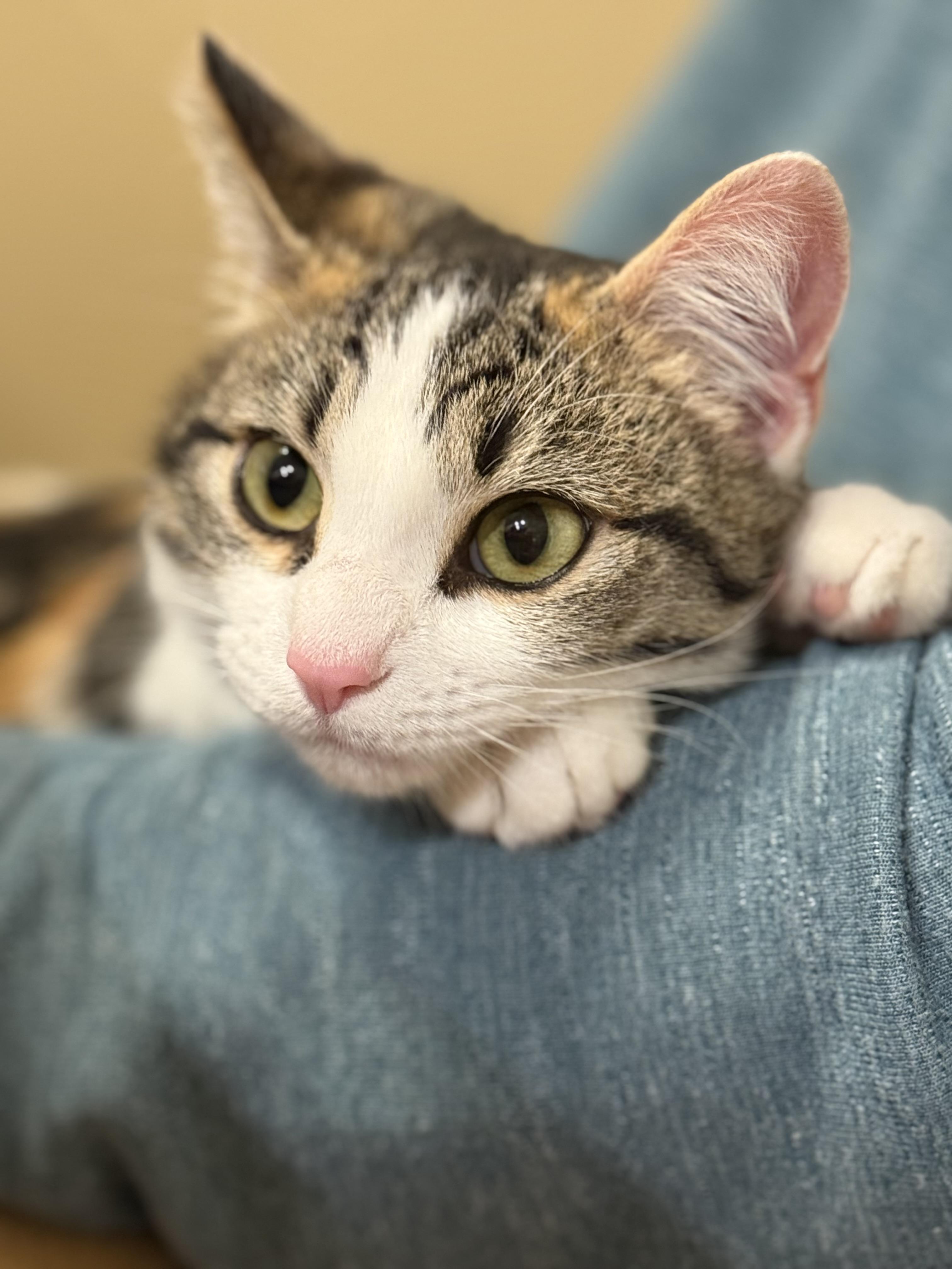 Arielle, ADOPTABLE, Kitten Female Calico.
