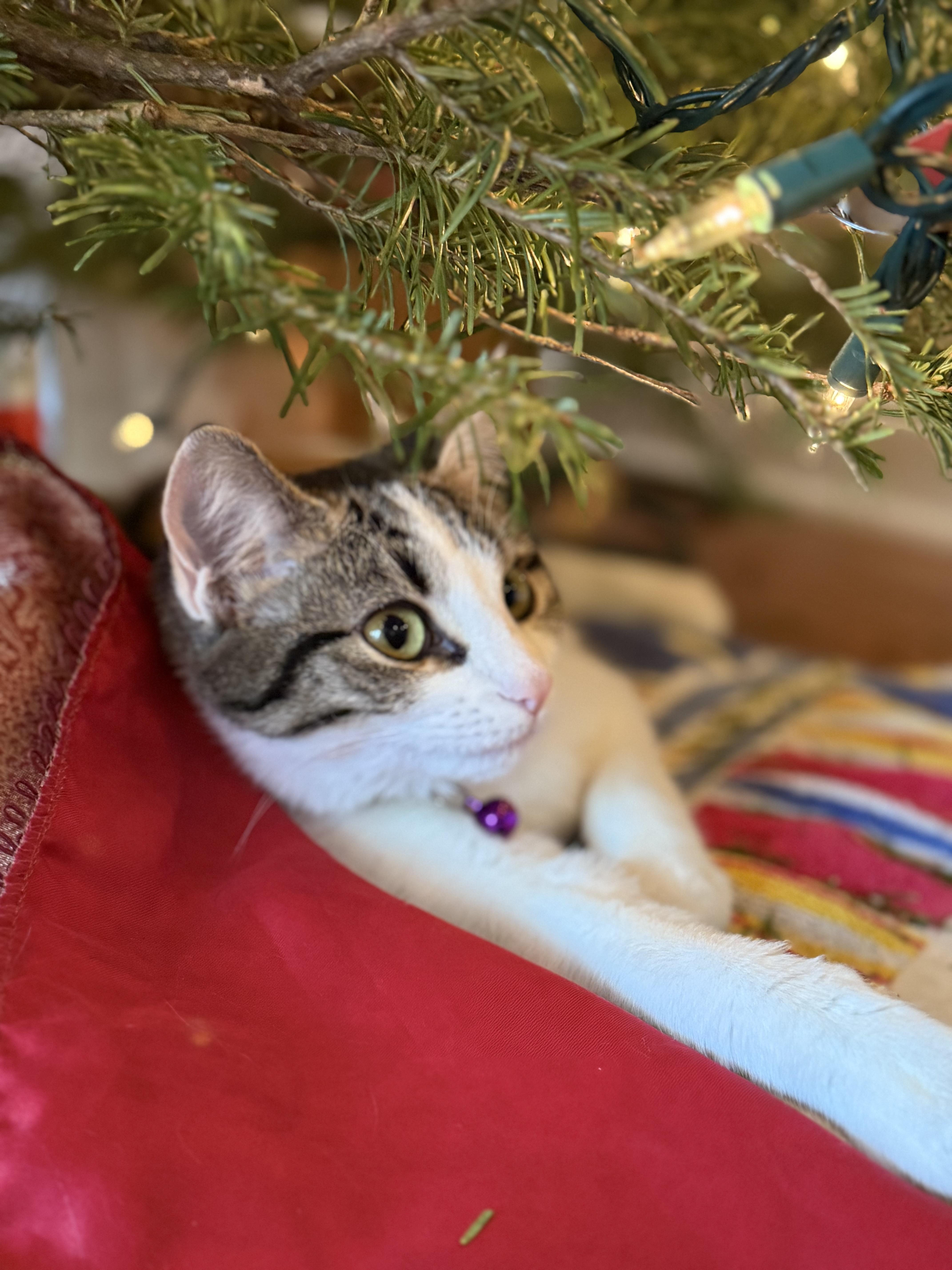 Enlarge Arielle, a ADOPTABLE Calico in CANONSBURG, PA image 2/3