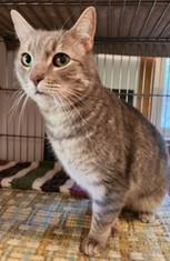 Ben, an adoptable Tabby in Lead, SD, 57754 | Photo Image 1