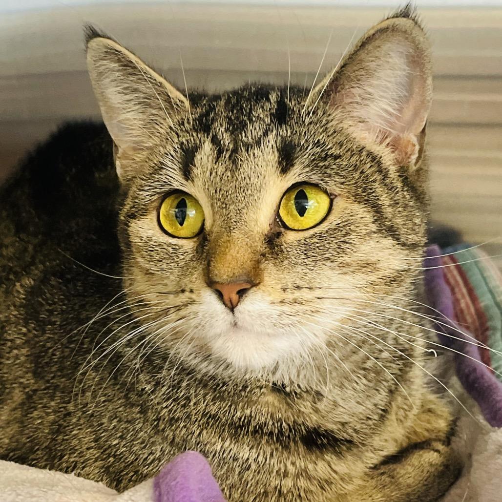 Enlarge Willow, a Adoptable Domestic Short Hair in Columbia Station, OH image 3/6