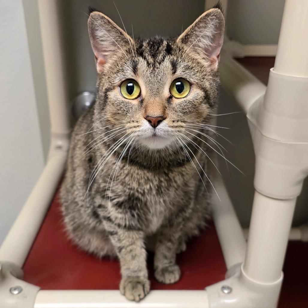 Enlarge Willow, a Adoptable Domestic Short Hair in Columbia Station, OH image 6/6