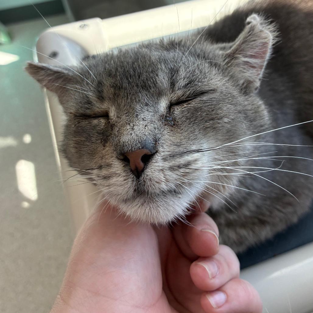 Larry, Adoptable, Adult Male Domestic Short Hair.