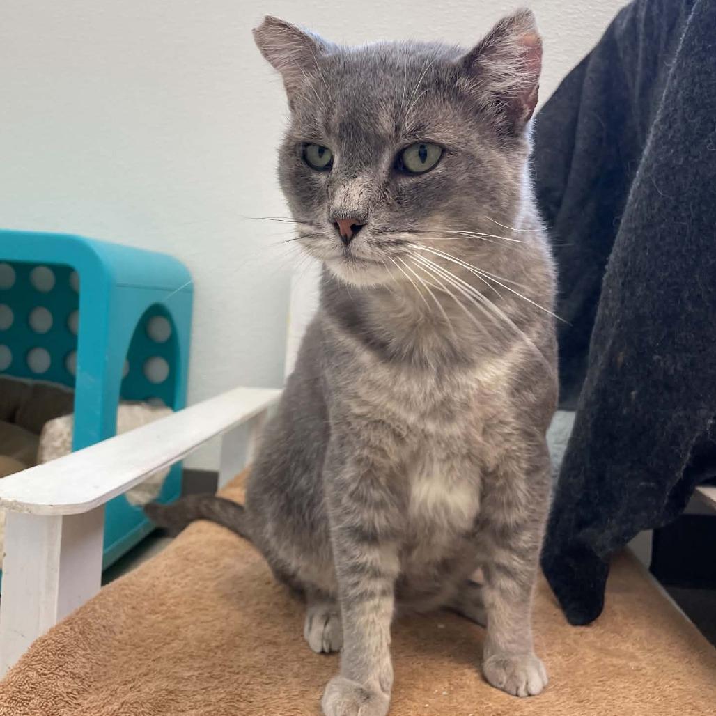 Enlarge Larry, a Adoptable Domestic Short Hair in St. Helena, CA image 2/6