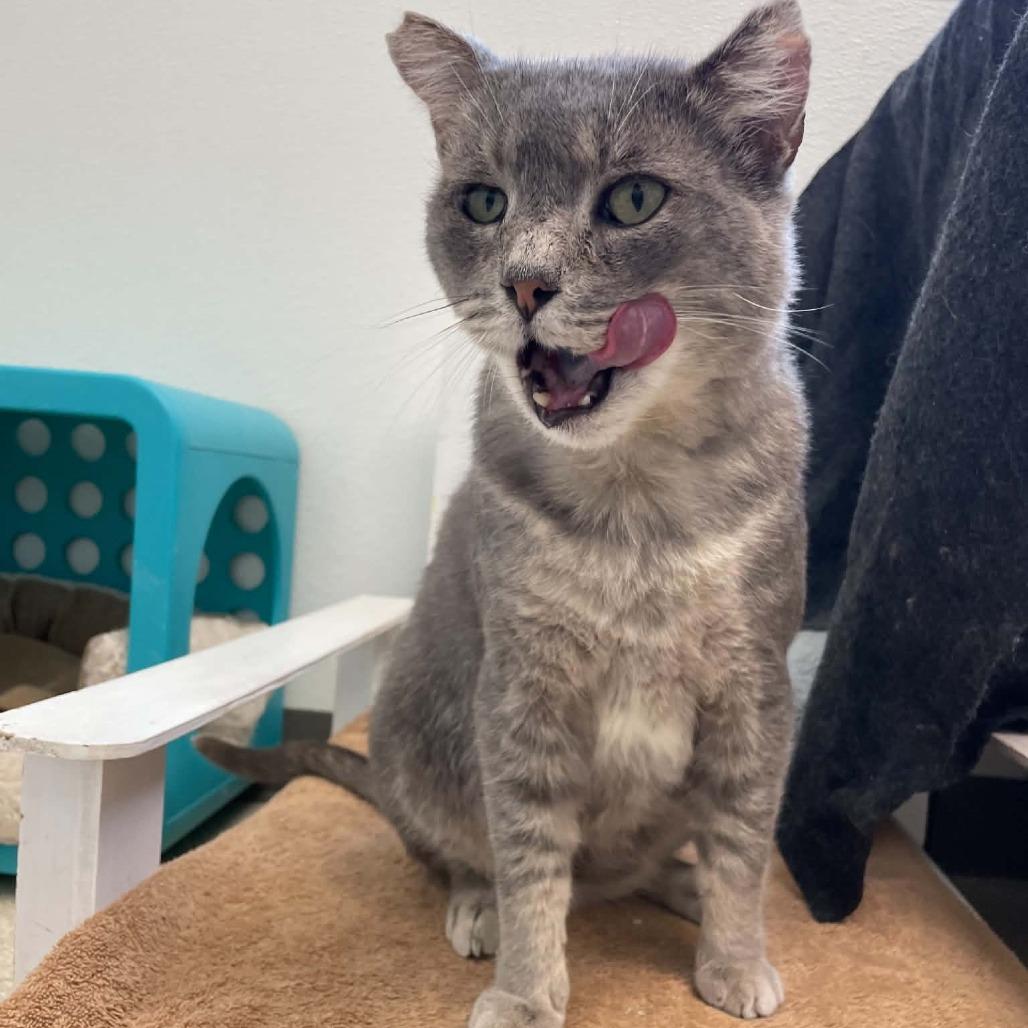 Enlarge Larry, a Adoptable Domestic Short Hair in St. Helena, CA image 3/6