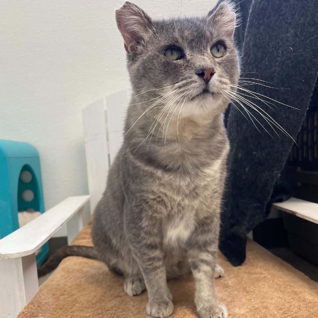Enlarge Larry, a Adoptable Domestic Short Hair in St. Helena, CA image 4/6