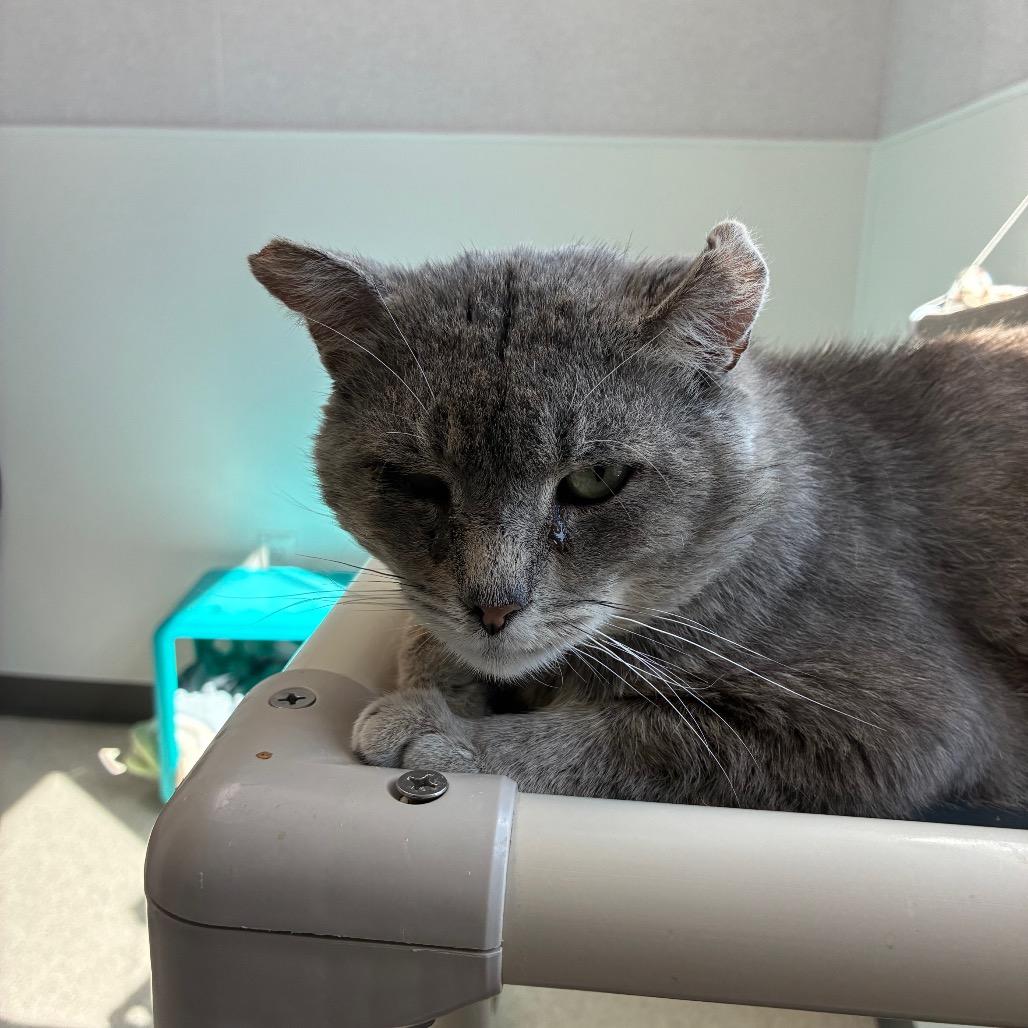 Enlarge Larry, a Adoptable Domestic Short Hair in St. Helena, CA image 5/6