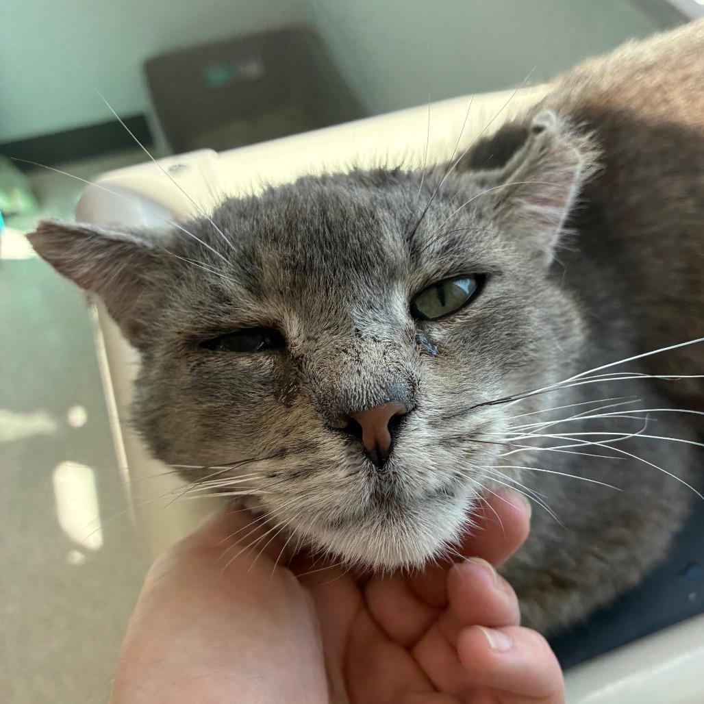 Enlarge Larry, a Adoptable Domestic Short Hair in St. Helena, CA image 6/6