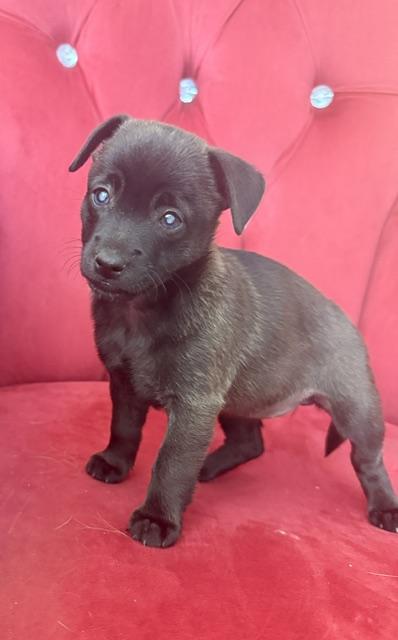 Enlarge Backwoods Barbie, a Adoptable mixed breed in Santa Rosa, CA image 4/6