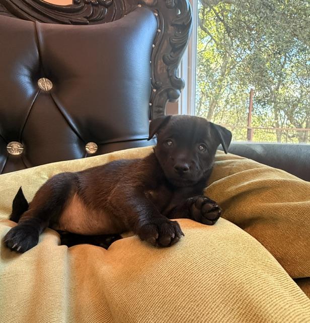 Enlarge Backwoods Barbie, a Adoptable mixed breed in Santa Rosa, CA image 6/6
