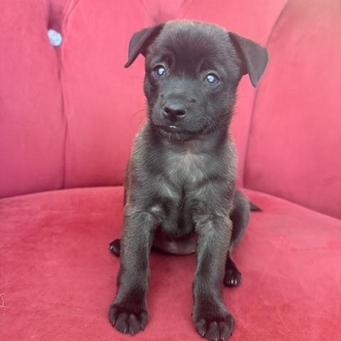 Enlarge Backwoods Barbie, a Adoptable mixed breed in Santa Rosa, CA image 3/6