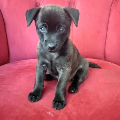 Enlarge Backwoods Barbie, a Adoptable mixed breed in Santa Rosa, CA image 1/6