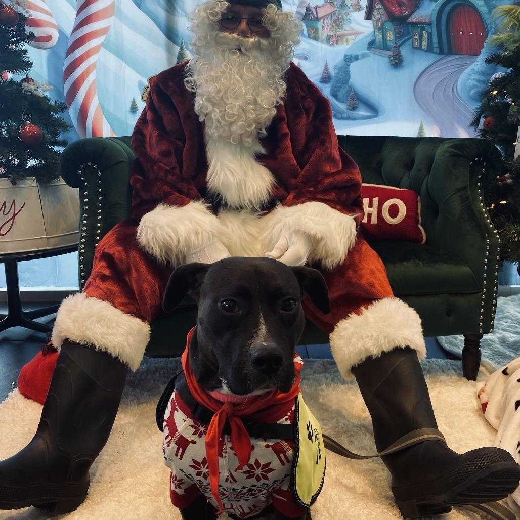 Brownie, Adoptable, Adult Female Mixed Breed.