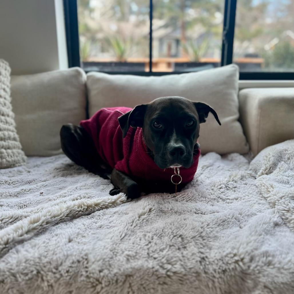 Brownie, a Adoptable Mixed Breed in Bend, OR image 1/3