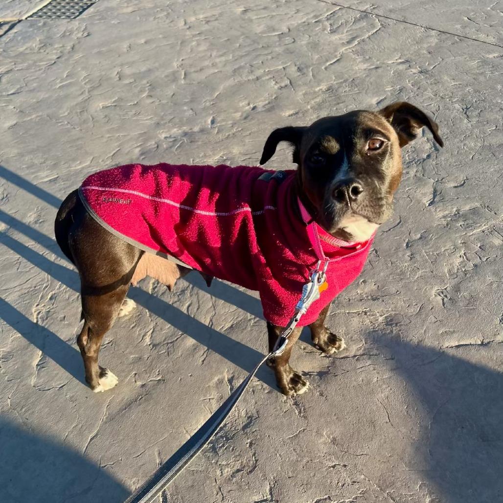 Brownie, a Adoptable Mixed Breed in Bend, OR image 2/3