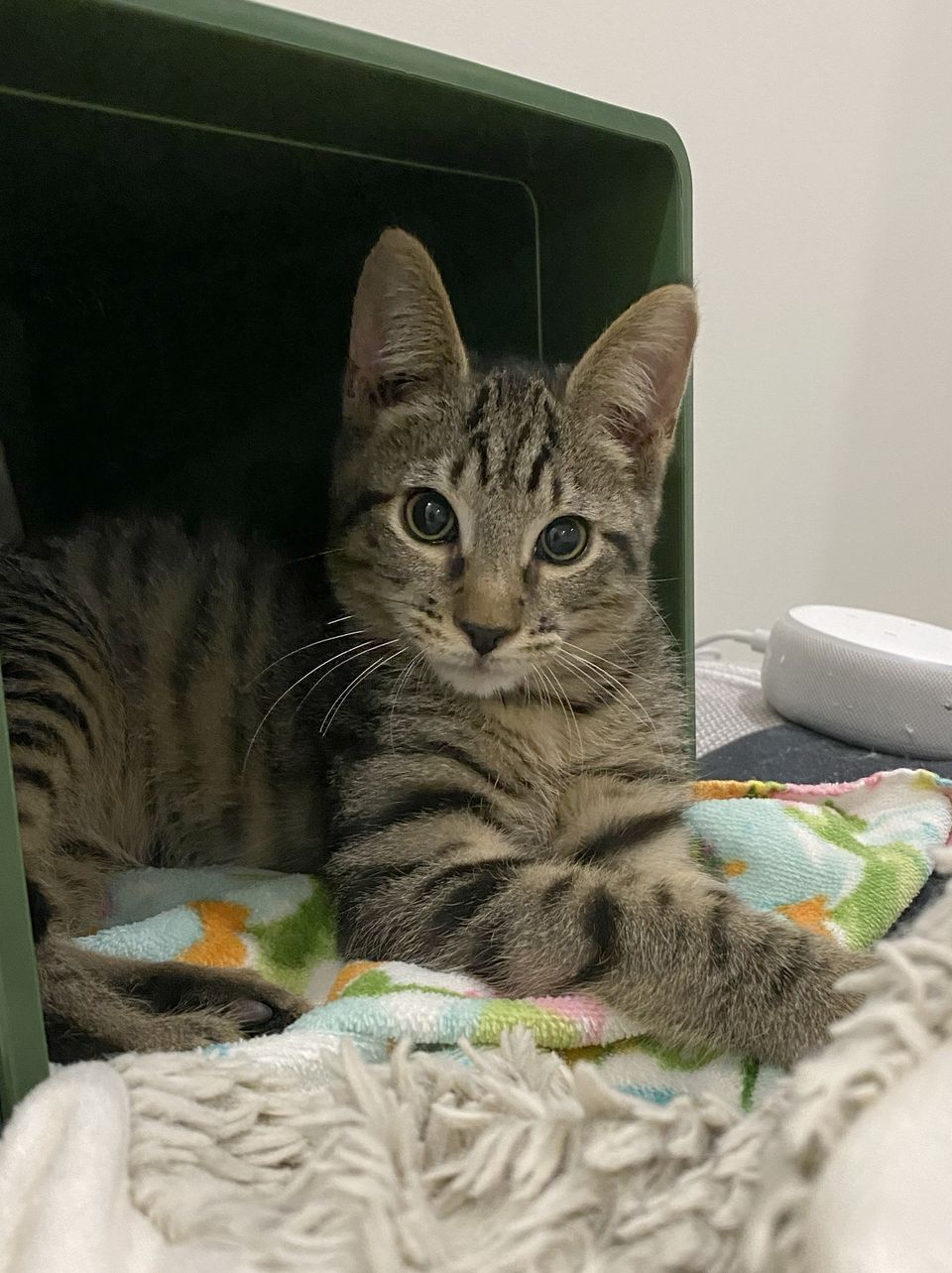 Cat for adoption Milton and Catthew, a Domestic Short Hair in Stow