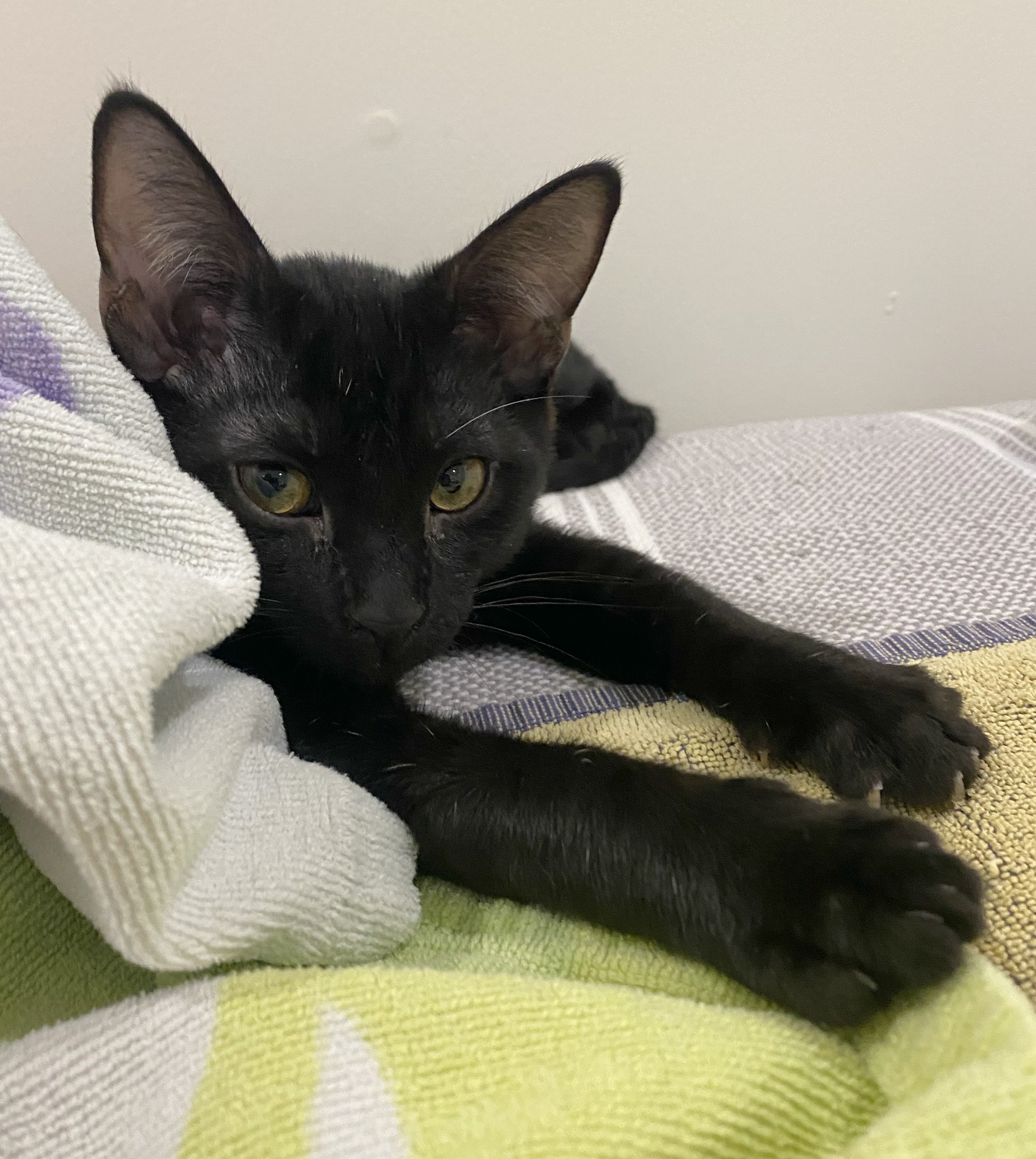 Cat for adoption Milton and Catthew, a Domestic Short Hair in Stow