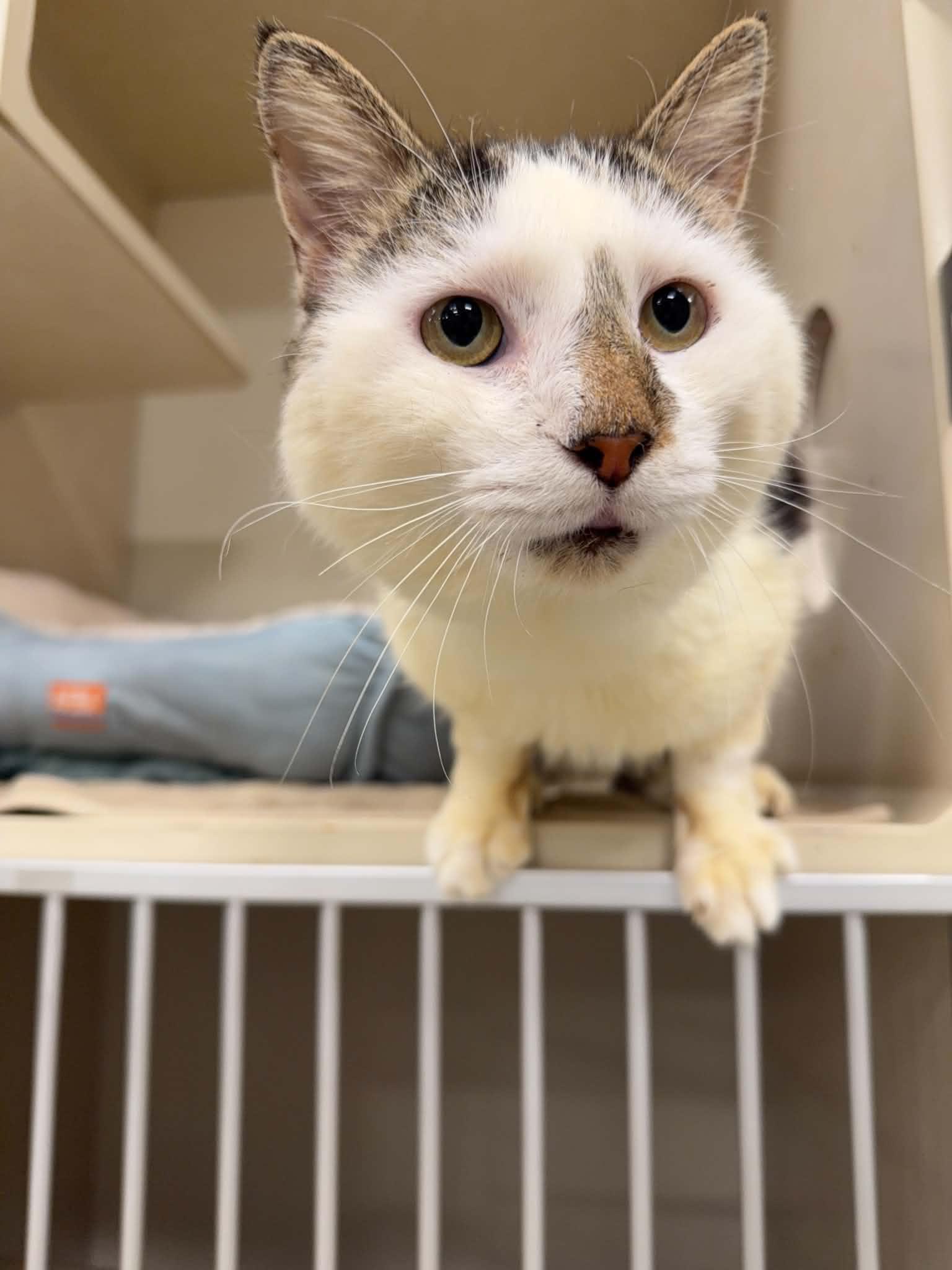 ANGUS, Adoptable, Senior Male Domestic Short Hair.
