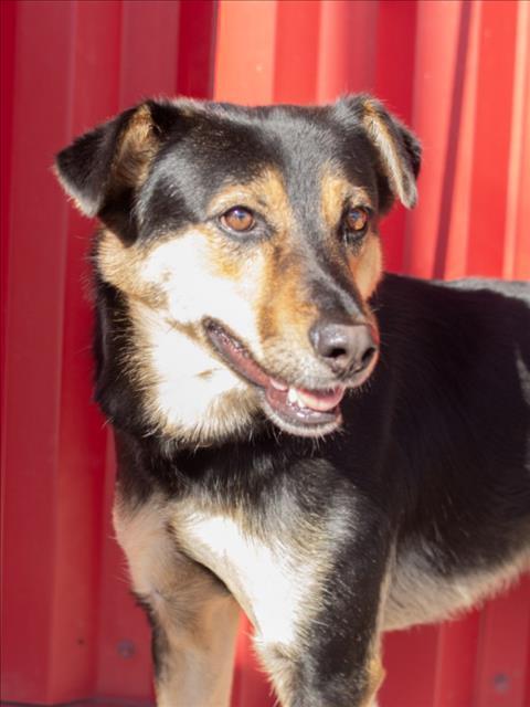 WEBBER, Adoptable, Adult Male German Shepherd Dog & Mixed Breed.