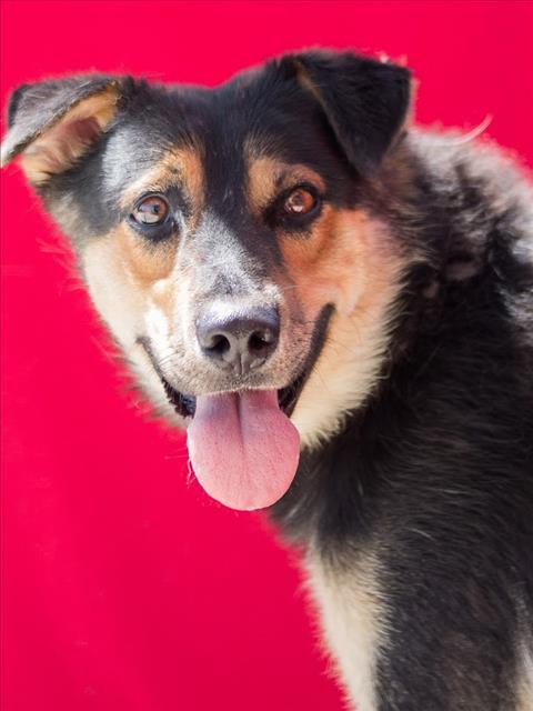 Enlarge WEBBER, a Adoptable mixed breed in Tracy, CA image 1/1