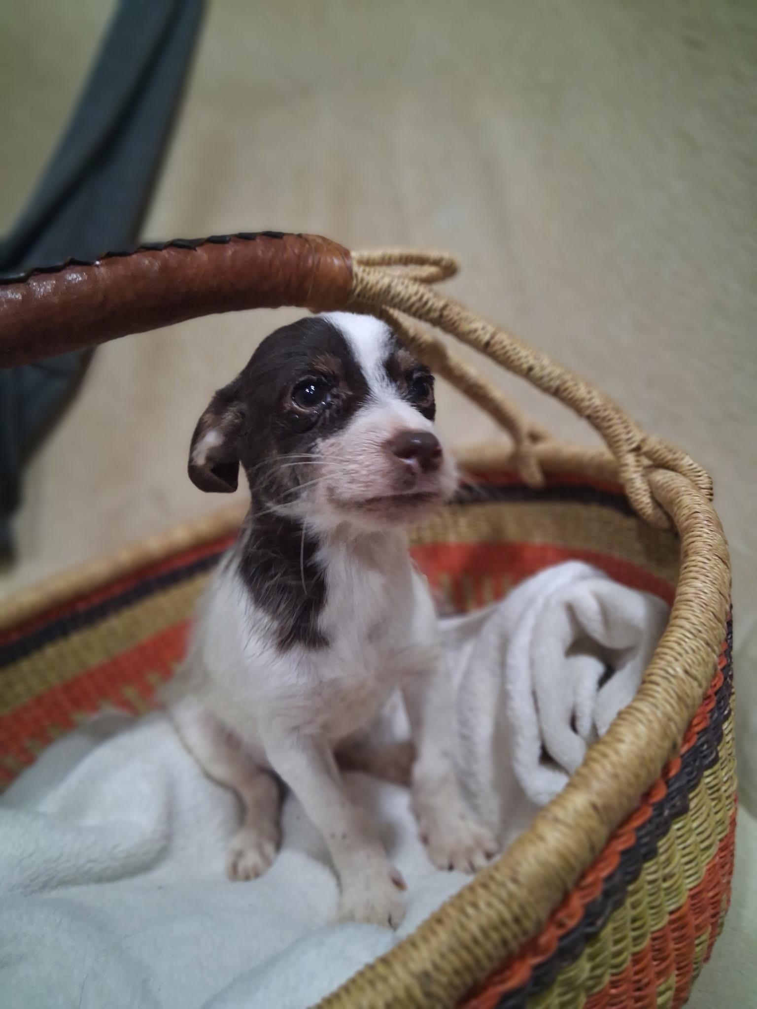 Chucky , adopted, Puppy Male Chihuahua & Yorkshire Terrier.
