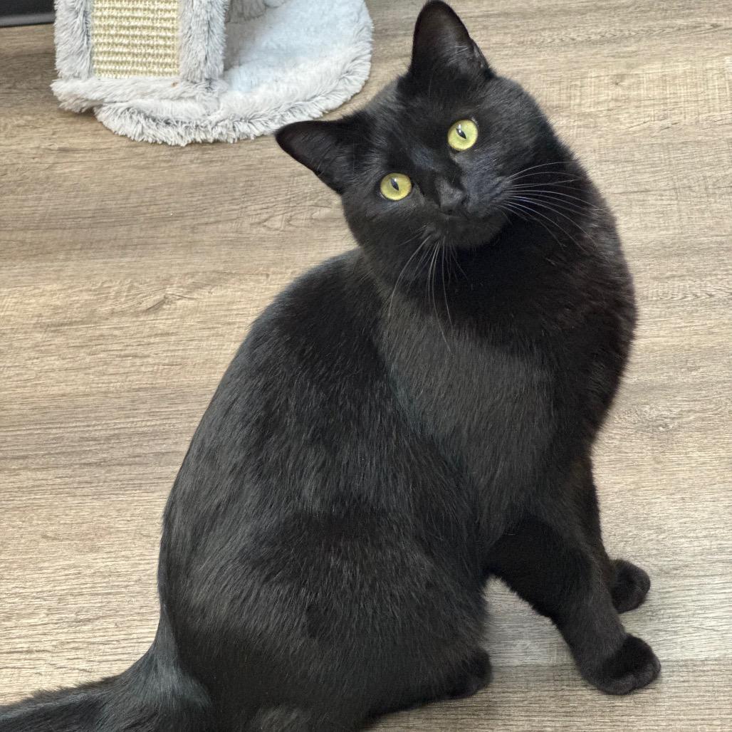 Onyx, Adoptable, Adult Male Domestic Short Hair.