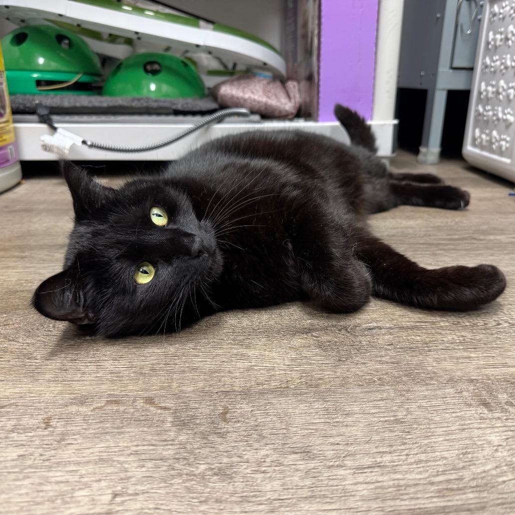 Onyx, a Adoptable Domestic Short Hair in Port Angeles, WA image 2/6