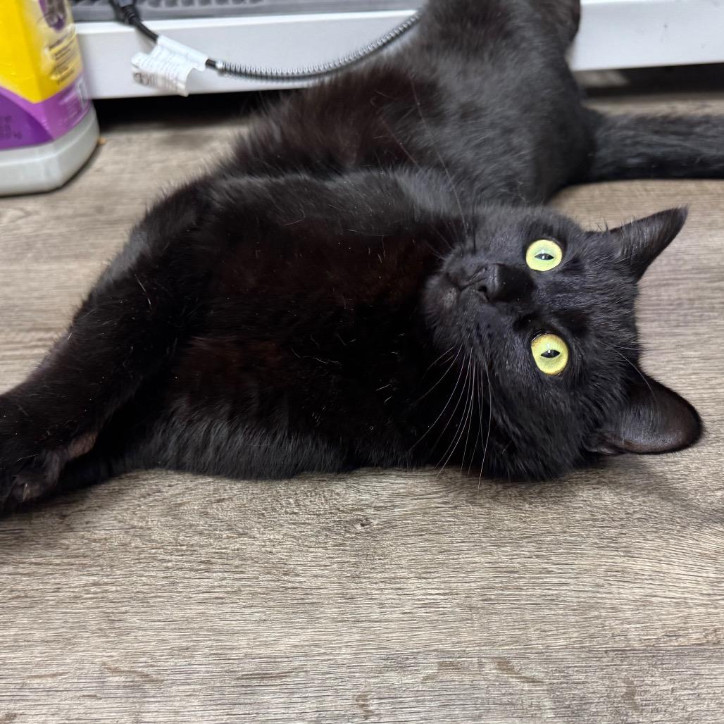 Onyx, a Adoptable Domestic Short Hair in Port Angeles, WA image 3/6