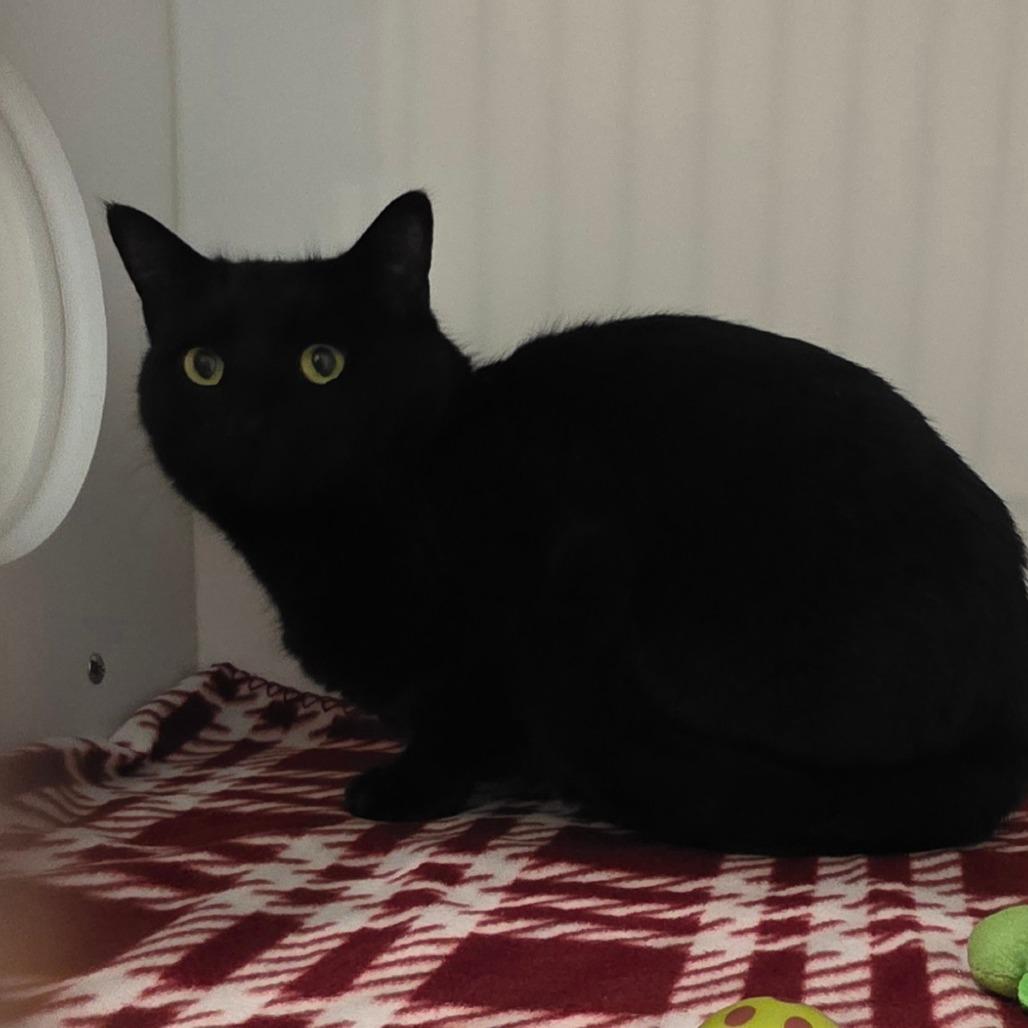 Onyx, a Adoptable Domestic Short Hair in Port Angeles, WA image 4/6