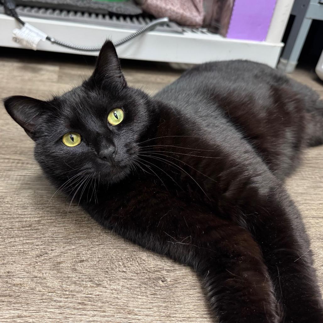 Onyx, a Adoptable Domestic Short Hair in Port Angeles, WA image 5/6
