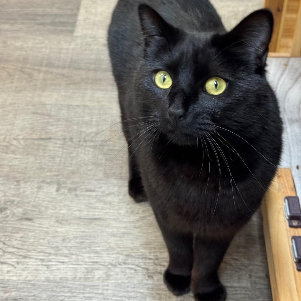 Onyx, a Adoptable Domestic Short Hair in Port Angeles, WA image 6/6