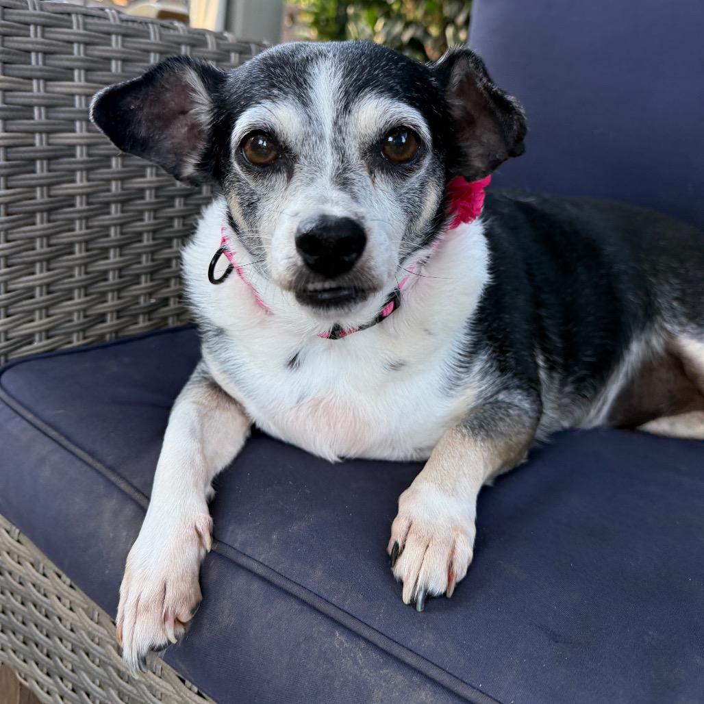 Roxy, Adoptable, Adult Female Chihuahua.