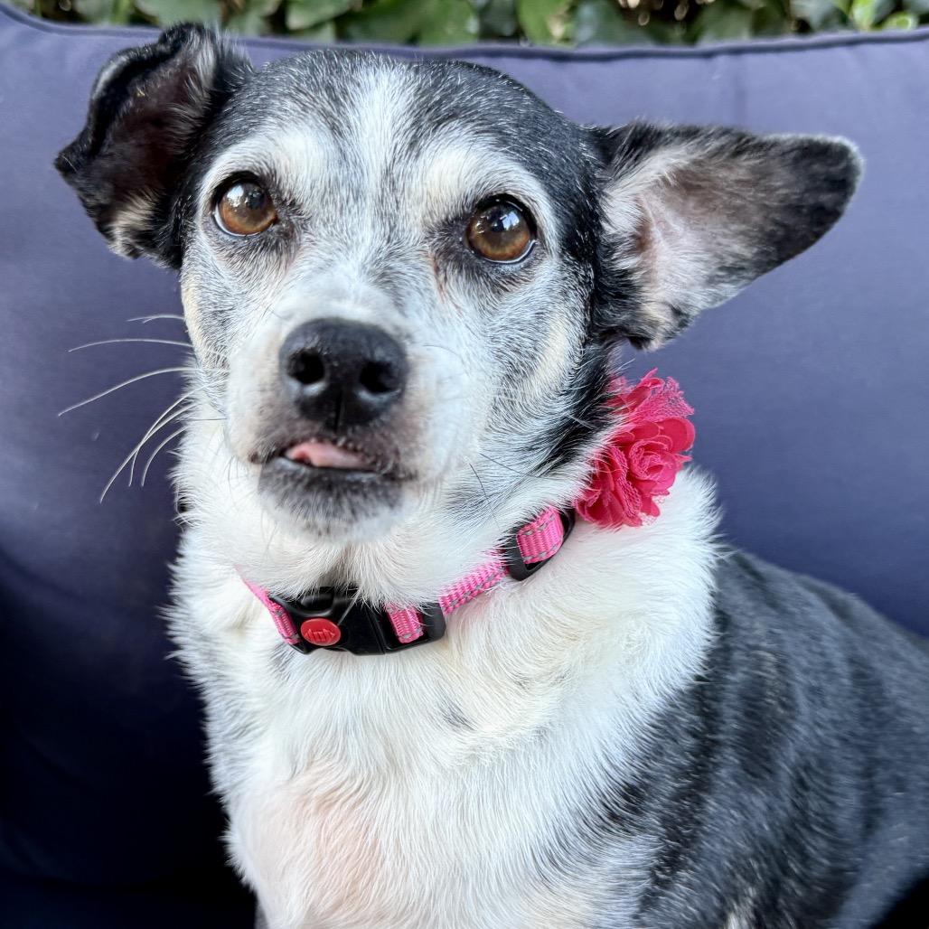 Enlarge Roxy, a Adoptable Chihuahua in San Diego, CA image 1/6