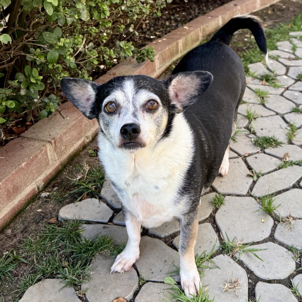 Enlarge Roxy, a Adoptable Chihuahua in San Diego, CA image 3/6