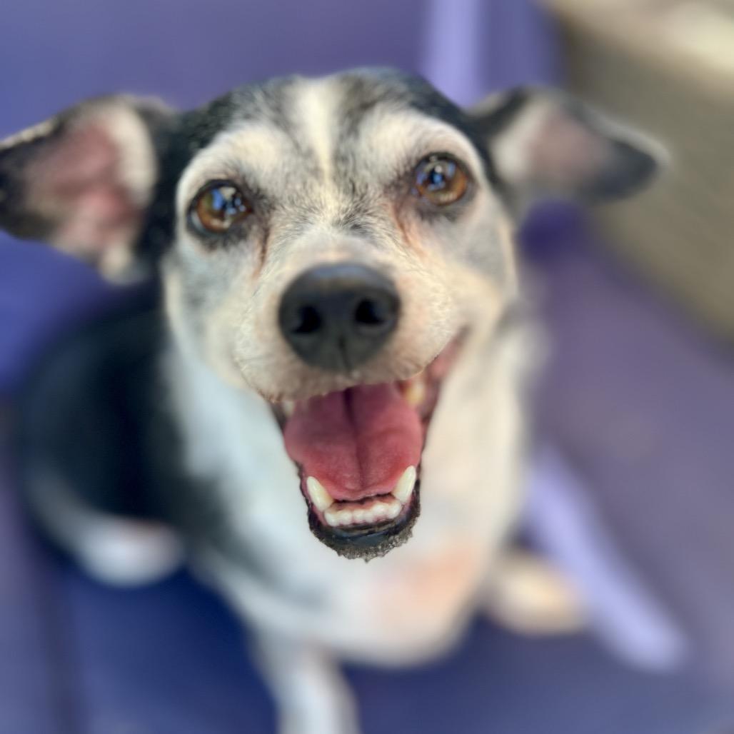 Enlarge Roxy, a Adoptable Chihuahua in San Diego, CA image 4/6