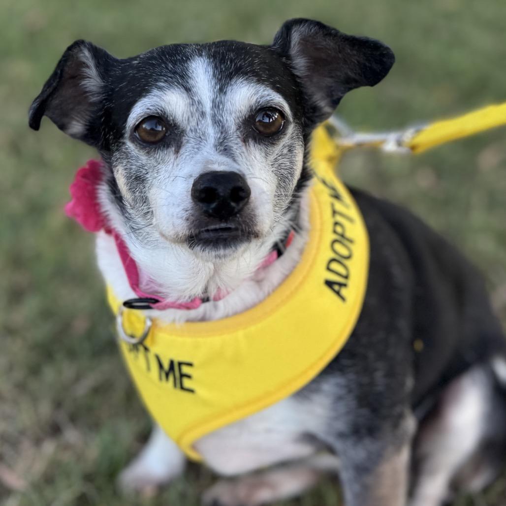 Enlarge Roxy, a Adoptable Chihuahua in San Diego, CA image 5/6