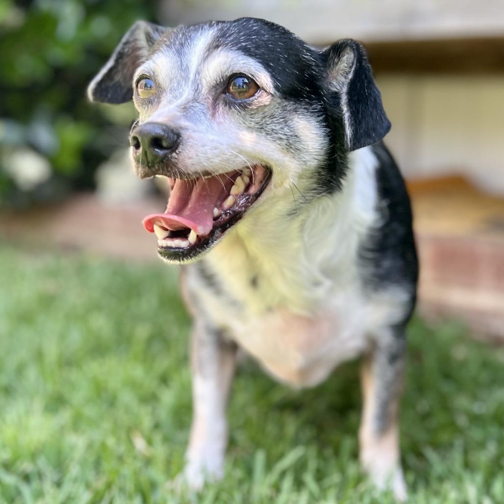 Enlarge Roxy, a Adoptable Chihuahua in San Diego, CA image 6/6