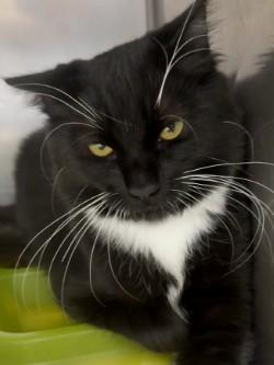 Flicker, an adoptable Tuxedo in Shasta Lake, CA, 96019 | Photo Image 1