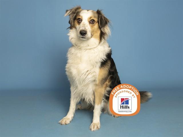 LUCY, Adoptable, Adult Female Australian Shepherd & Mixed Breed.