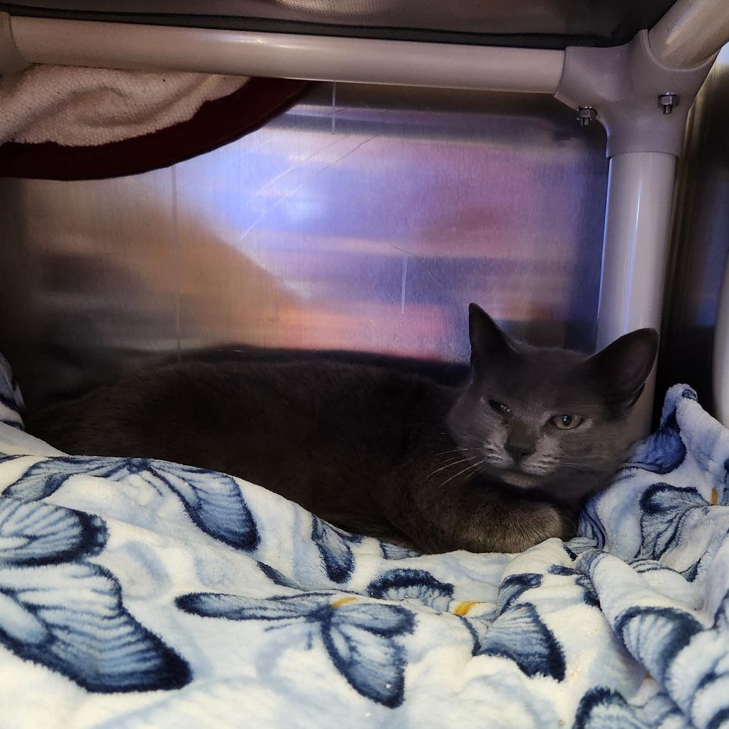 Freya, Adoptable, Young Female Domestic Short Hair.