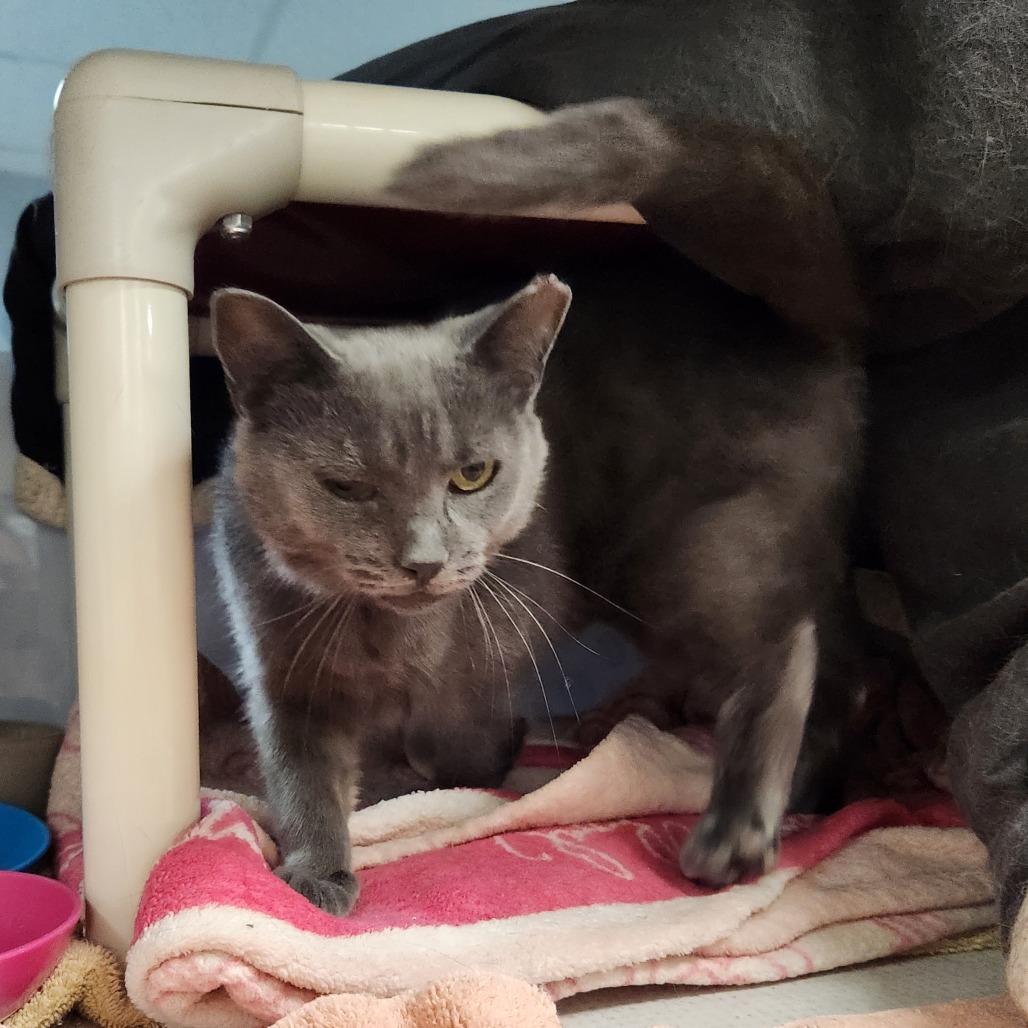 Enlarge Freya, a Adoptable Domestic Short Hair in Grand Rapids, MI image 2/6