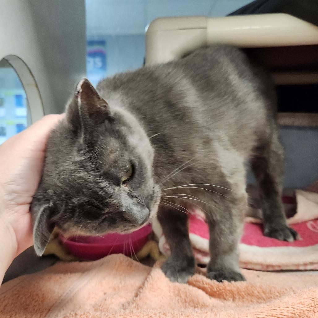 Enlarge Freya, a Adoptable Domestic Short Hair in Grand Rapids, MI image 3/6