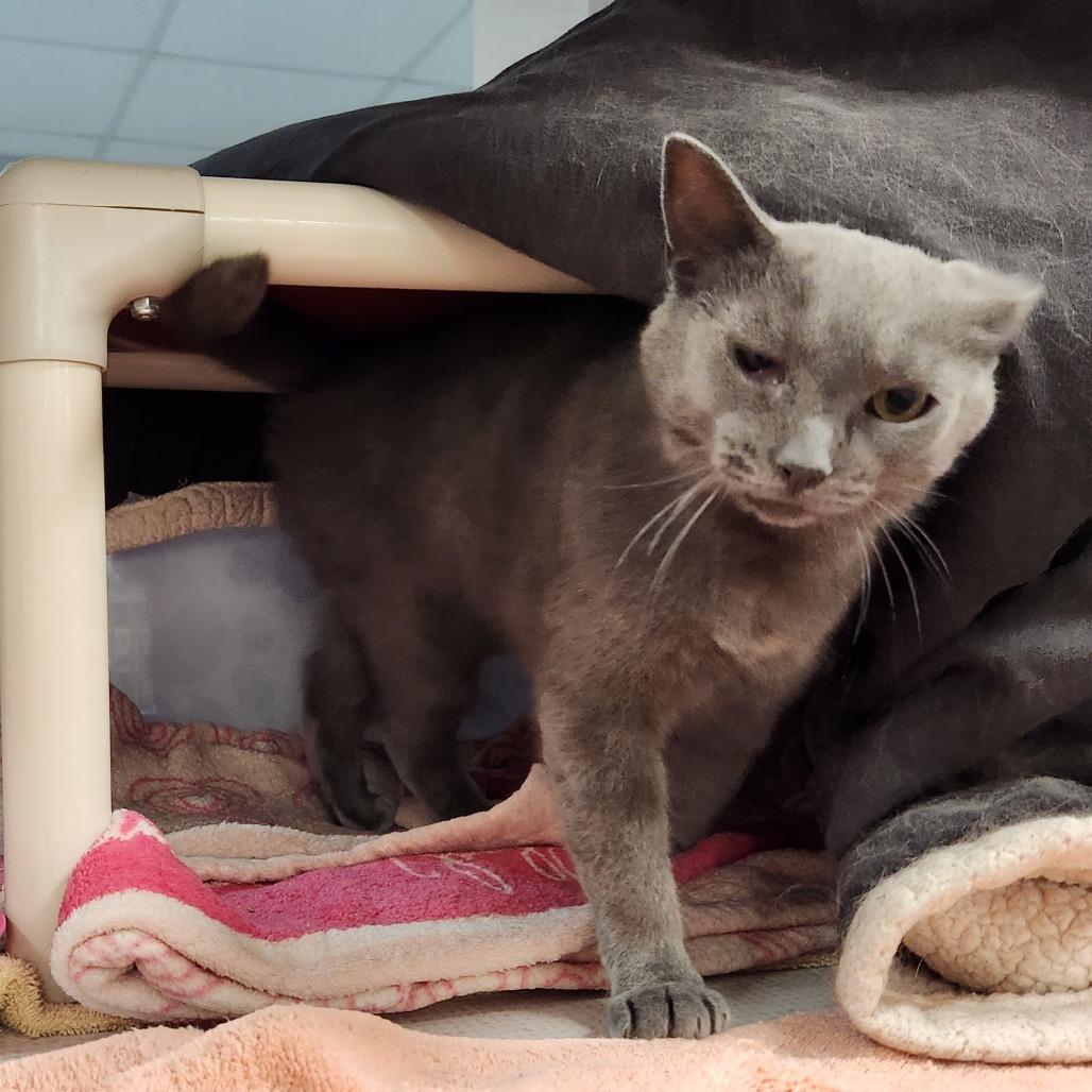 Enlarge Freya, a Adoptable Domestic Short Hair in Grand Rapids, MI image 4/6