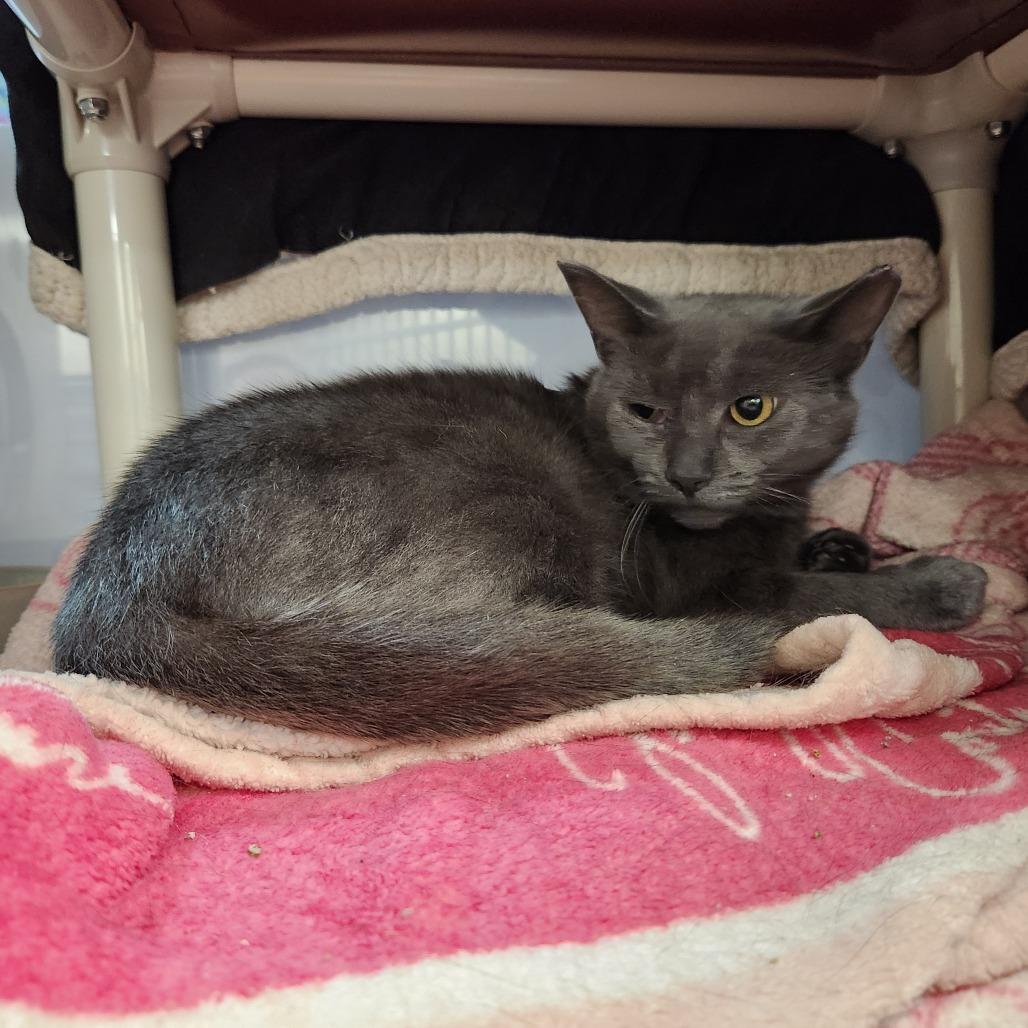 Enlarge Freya, a Adoptable Domestic Short Hair in Grand Rapids, MI image 5/6