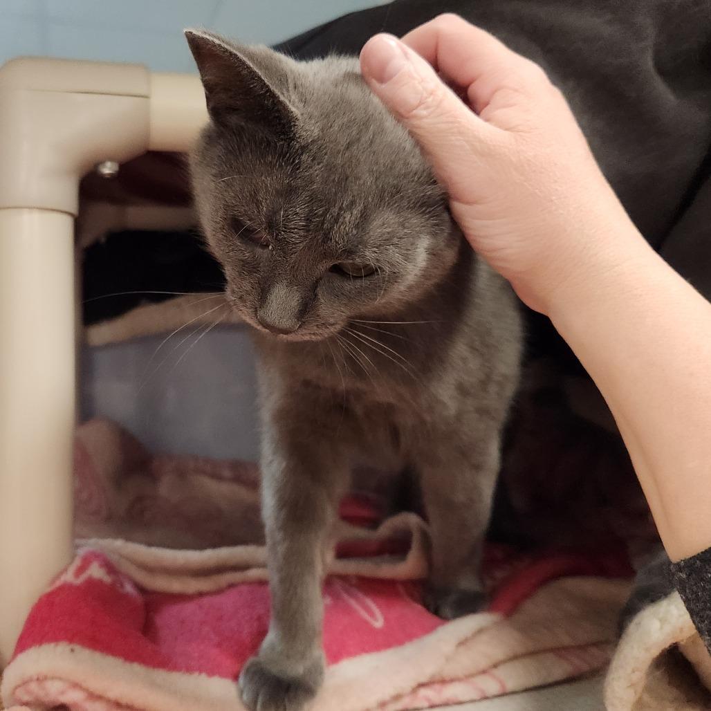 Enlarge Freya, a Adoptable Domestic Short Hair in Grand Rapids, MI image 6/6