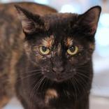 Marla, Adoptable, Adult Female Domestic Short Hair.