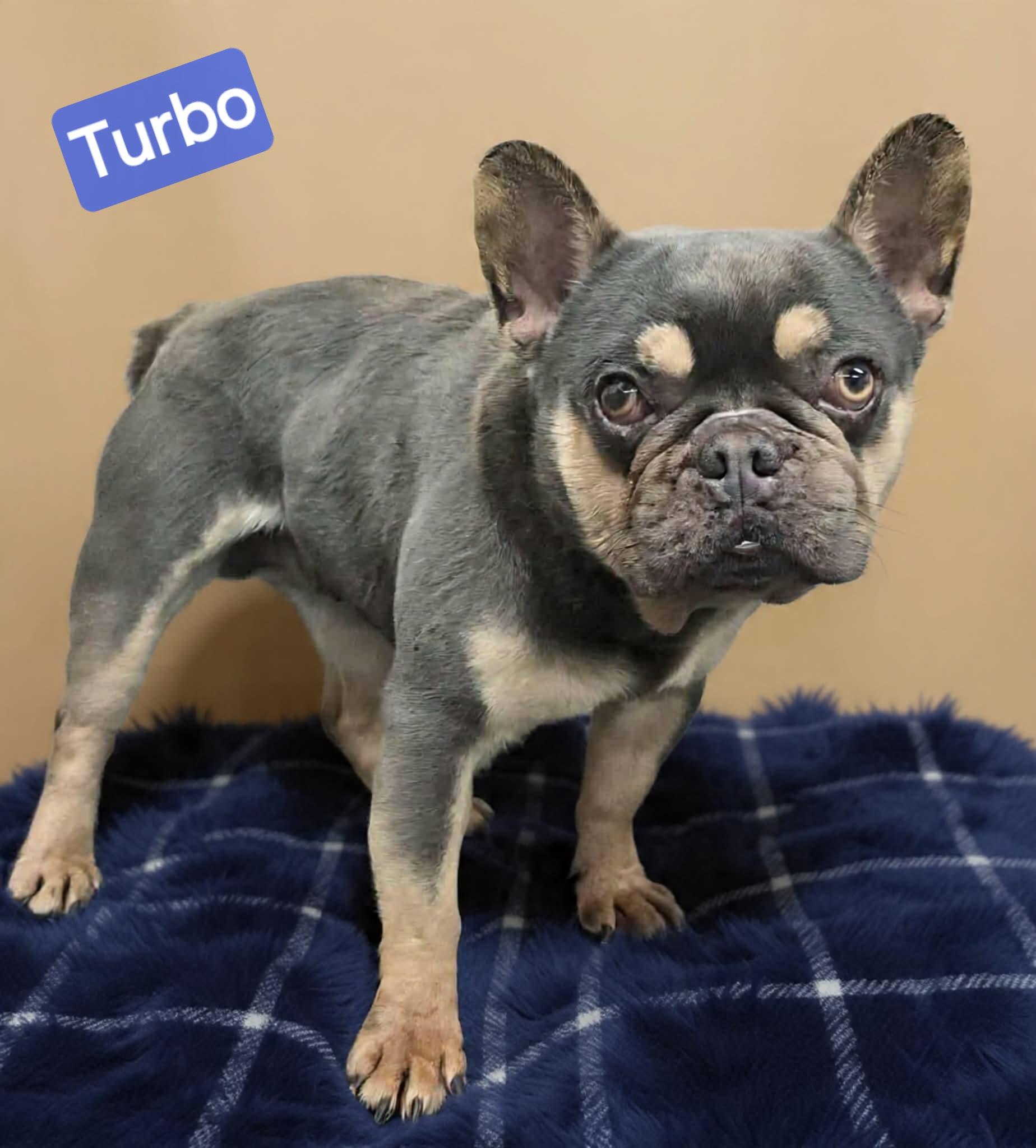 Enlarge Turbo, a ADOPTABLE French Bulldog in Wheelersburg, OH image 1/2