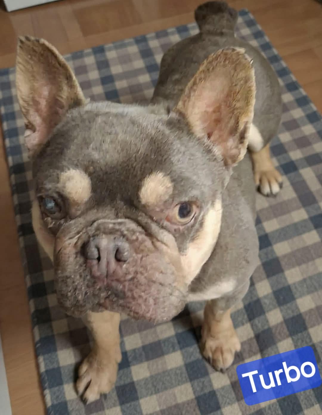 Enlarge Turbo, a ADOPTABLE French Bulldog in Wheelersburg, OH image 2/2